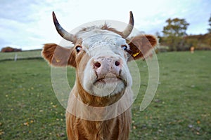 Red cow with white spots portrait on a background of a green field in autumn