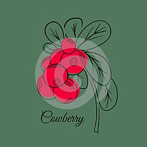 Red cowberries on stem with leaves flat vector icon.