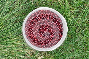 Red cowberry in a white bucket on a green grass