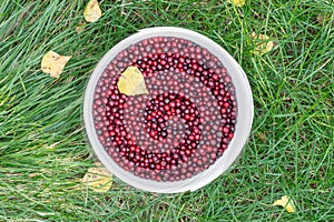 red cowberry with yellow leaves in a white bucket on a green grass