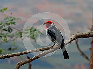 The red-cowled cardinal, Paroaria dominicana