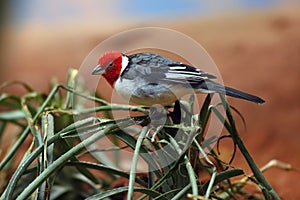 The red-cowled cardinal Paroaria dominicana sitting on green succulents with yellow sand background