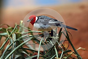 The red-cowled cardinal Paroaria dominicana sitting on green succulents with yellow sand background photo