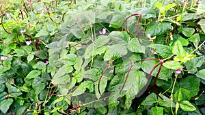 Red cowpea latara vegetable crop