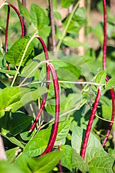 Red cowpea legume azuki bean,vigna angularisgrowing hang in vegetable farm garden background