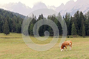Red cows graze on green meadows in the alps. l