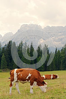 Red cows graze on green meadows in the alps. l