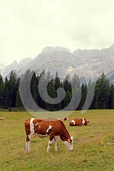 Red cows graze on green meadows in the alps. l