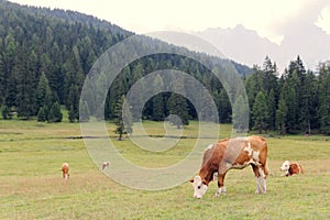 Red cows graze on green meadows in the alps. l