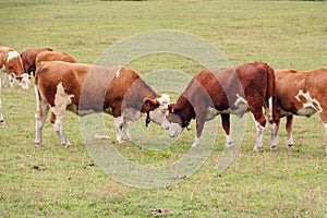 Red cows graze on green meadows in the alps. l