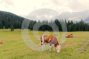 Red cows graze on green meadows in the alps. l