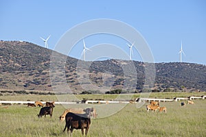 Red cows grazing with Electric wind turbines at bottom