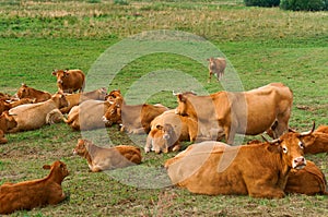 Cows in meadows, red cows on a green pasture