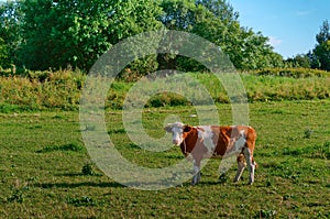 Cows in meadows, red cows on a green pasture