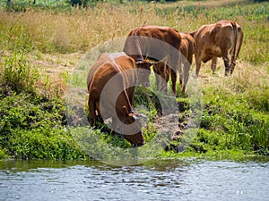 Red cows on the meadow by the river