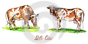 Red cows set grazing and standing on green meadow, side view hand painted watercolor illustration design element