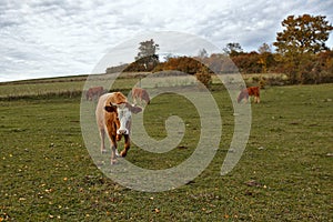 Red cows with white spots portrait on a background of a field in autumn