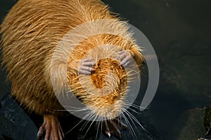 Red coypu in water