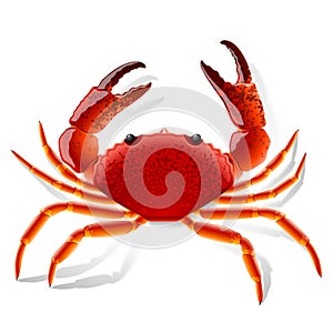 Red Crab photo