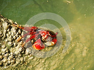 Red Crab