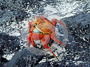 Red Crab