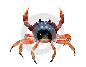 Red Crab
