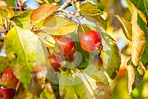 Red crab apples on a tree in autumn