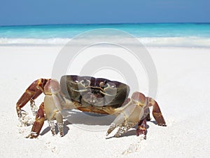 Red crab on beach