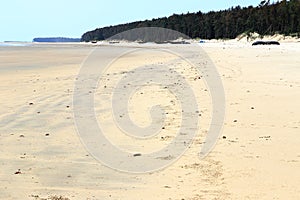 Red crab on beach