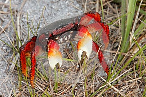 red crab in beach region with apprehensive look