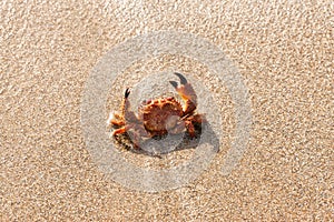 Red crab on the beach