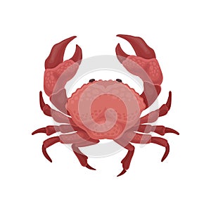 Red crab with big claws. Sea animal. Marine creature. Flat vector element for cafe or restaurant menu