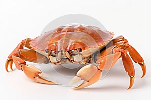 Red crab with claws isolated on white background. Generative ai