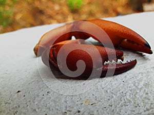 Red crab claws