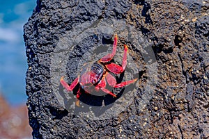 Red crab on the cliff close to the ocean on the Canary Islands