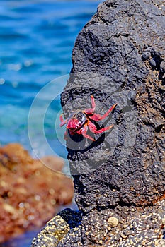 Red crab on the cliff close to the ocean on the Canary Islands