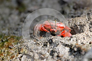 Red crab