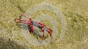 Red crab Grapsus adscensionis of Canary photo