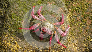 Red crab Grapsus adscensionis of Canary photo