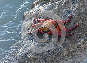 A red crab Grapsus grapsus, over the coast rocks, in Galapagos, Ecuador.