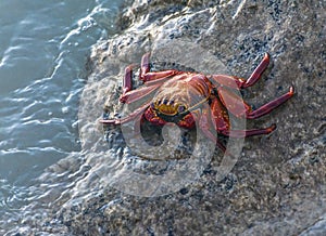 A red crab Grapsus grapsus, over the coast rocks, in Galapagos, Ecuador. photo