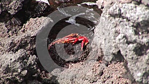 Red crab hios Grapsus grapsus in search of food on rock coast Pacific Ocean.