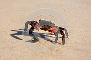 Red crab at Ilha Grande, Rio do Janeiro, Brazil. photo