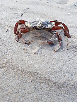 Red crab on sandy beach with large claws