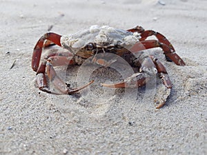 Red crab on sandy beach with large claws
