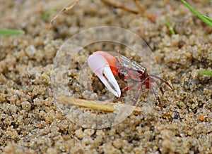 Red crab with single claw
