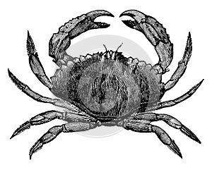 Red Crab, vintage illustration photo