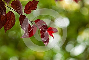 Red Crabapple Leaves with Green Bokeh