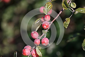 Red Crabapples Tree