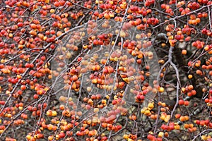 Red Crabapples Tree